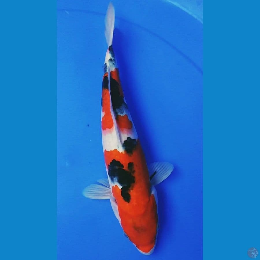 Sanke F27cm 