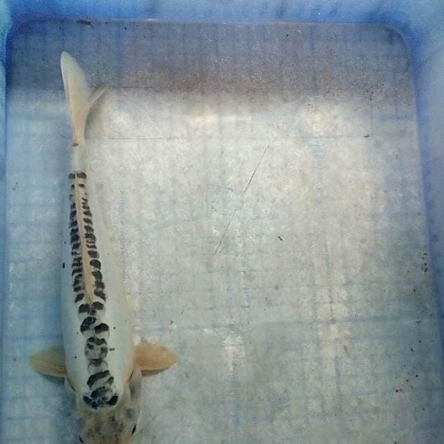 Siip33cm