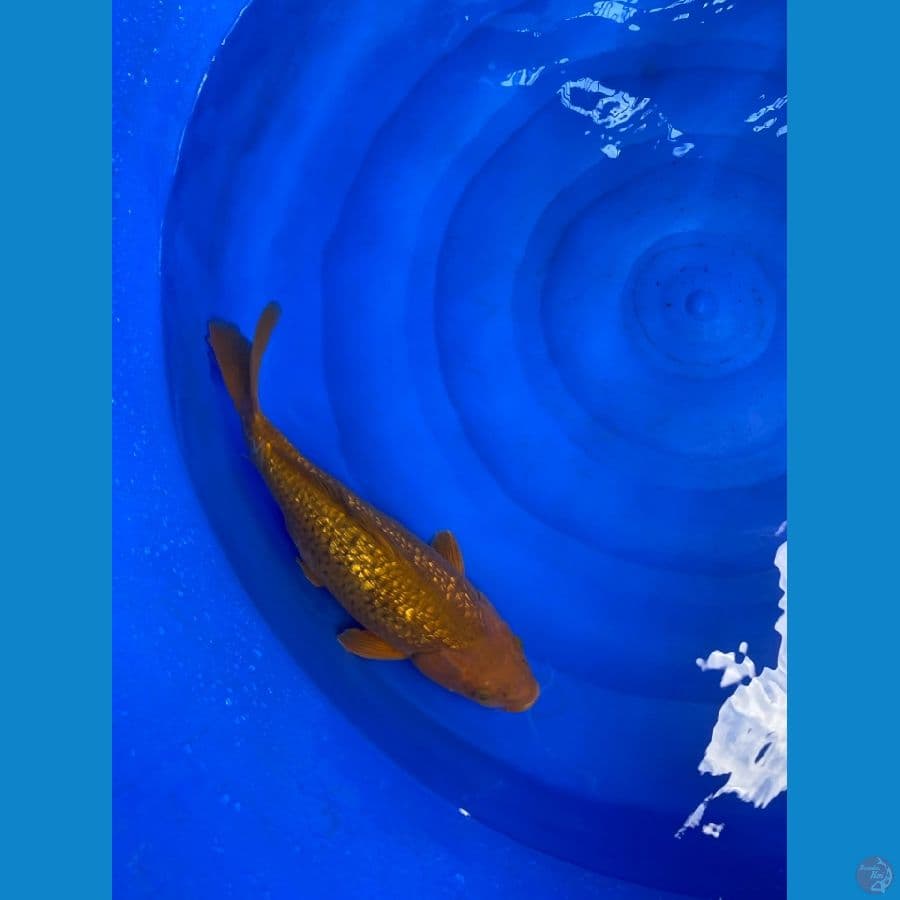cagoi ginrin 35 cm