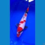 SHOWA BETINA 35 CM