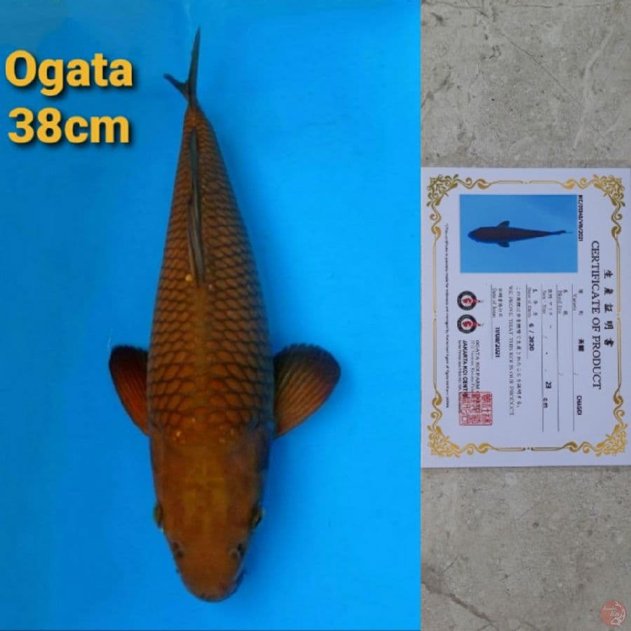 OGATA CHAGOI 38CM SERTI