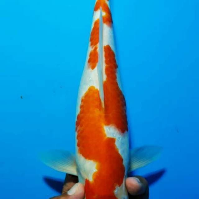 Kohaku 1