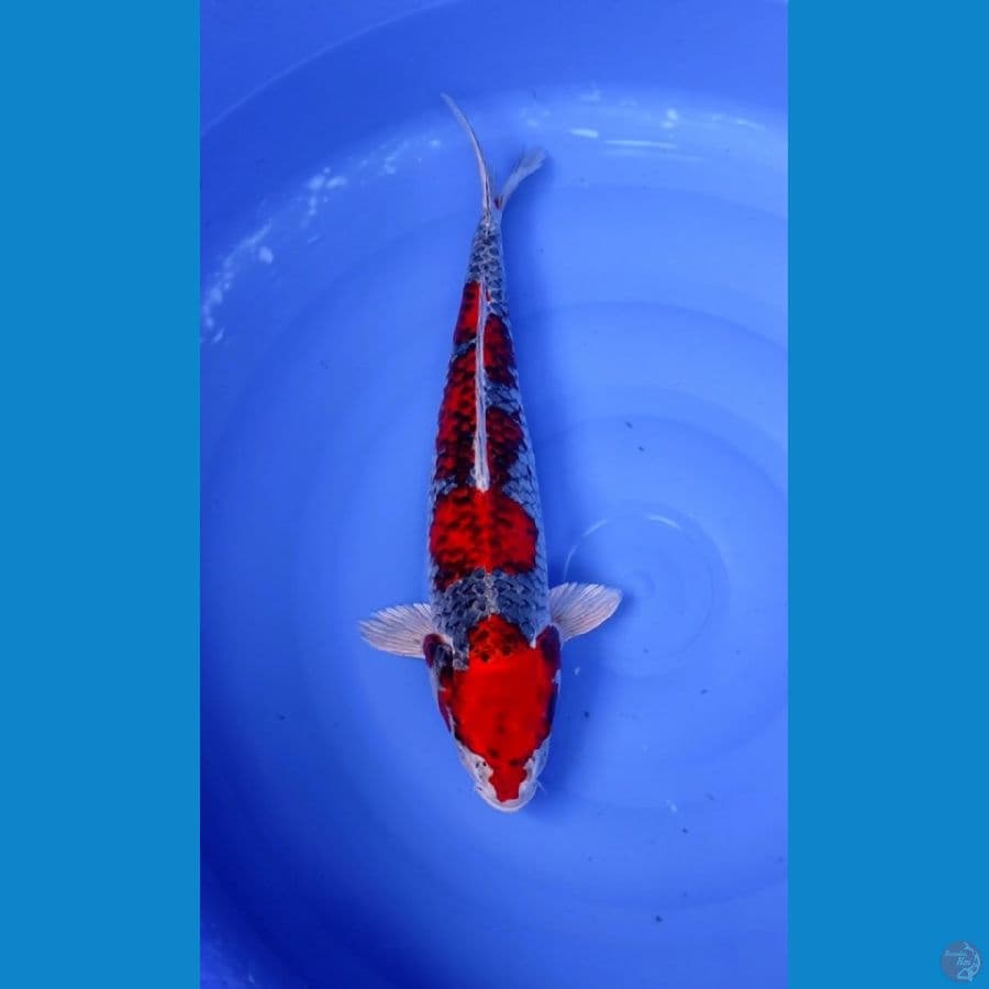 48 CM - RED KURO GOSIKI