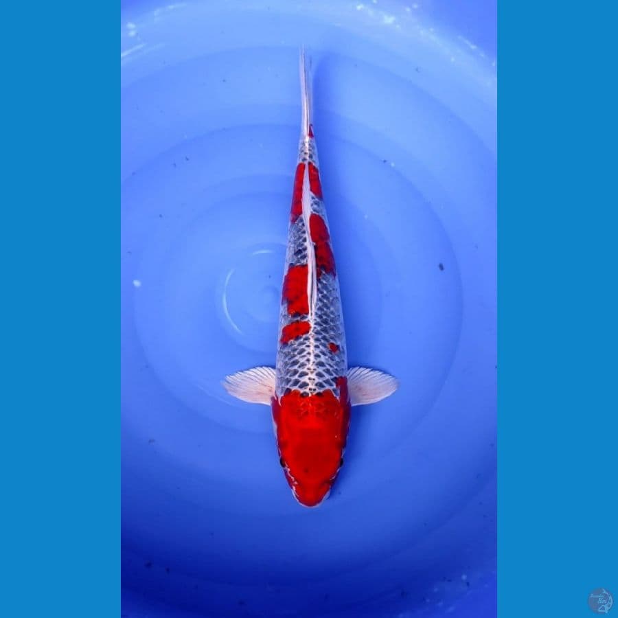 48 CM - RED KUJAKU