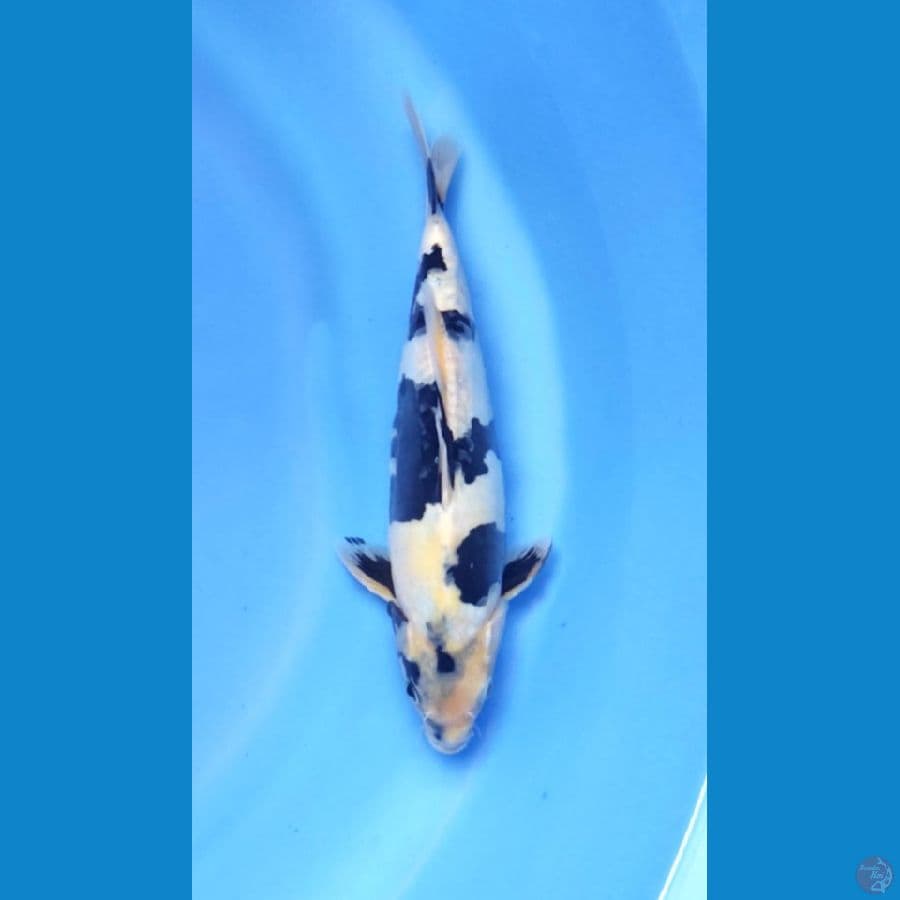 SUPER SHIRO DOITSU 27CM