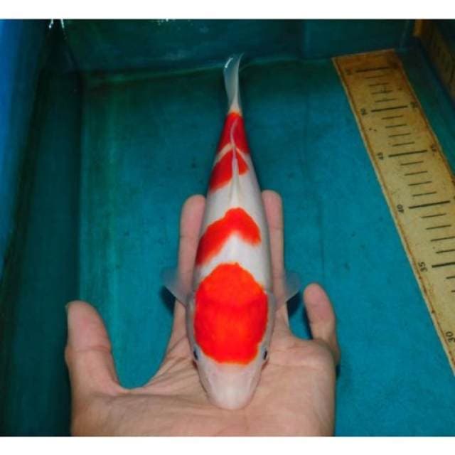 kohaku 4step super white