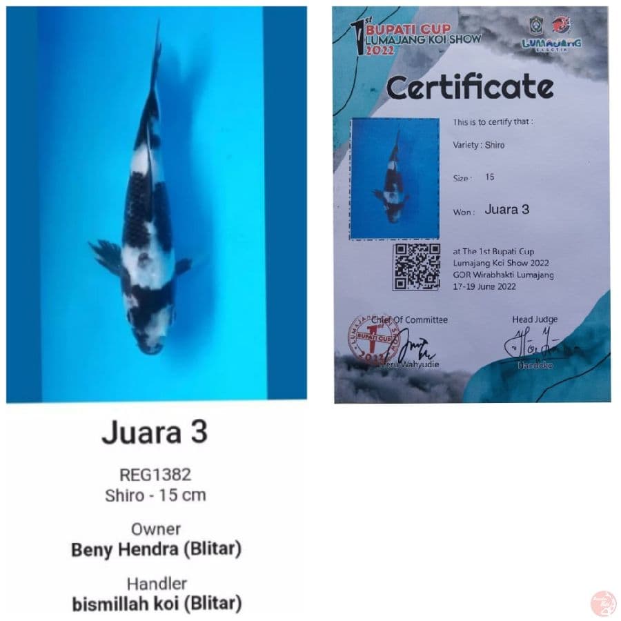 Shiro Utsuri Juara 3 Bupati Lumajang Koi Show