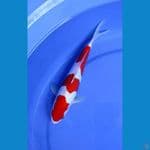 Mulus# Kohaku Doitsu sz 24cm