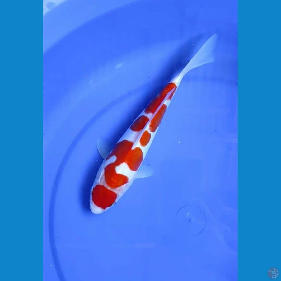 Mulus # Kohaku Maruten Doitsu 25cm