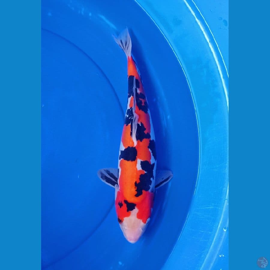 Showa doitsu murni 35cm orie