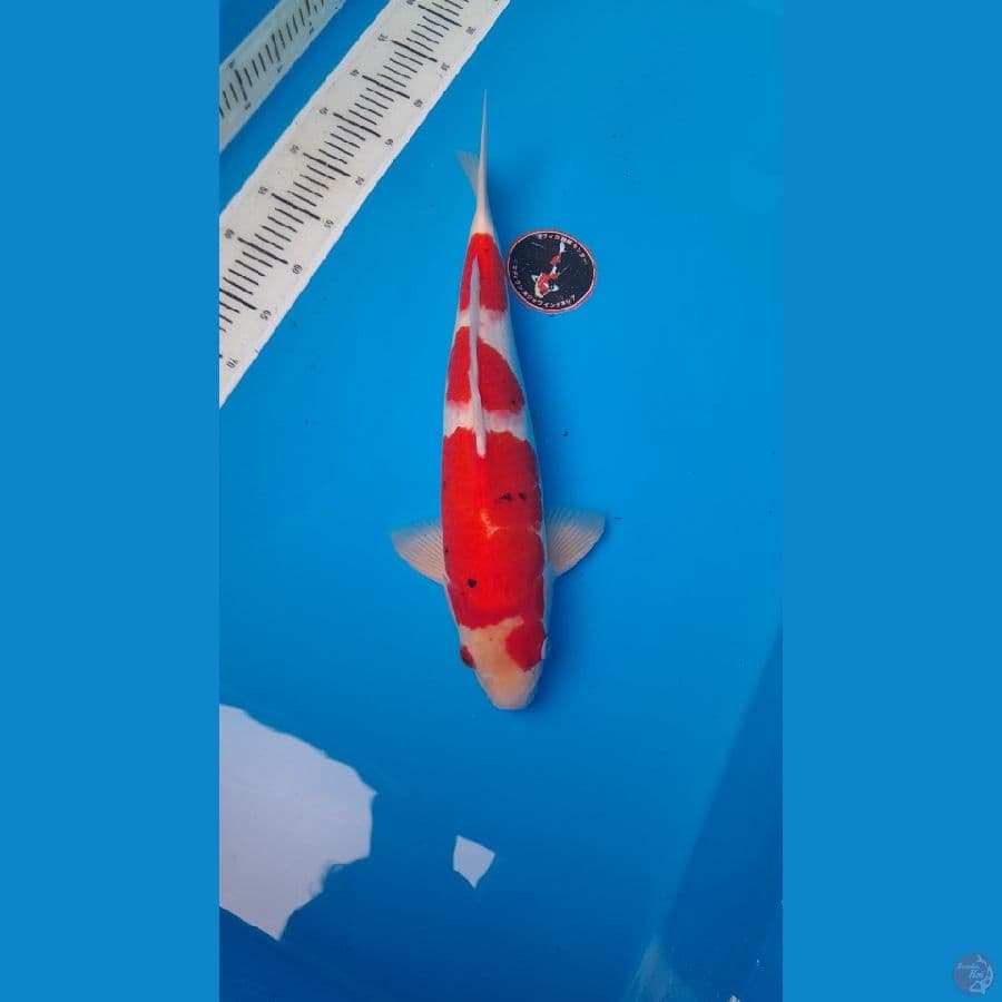 2 ekor 49 cm kindai n sanke tategoi