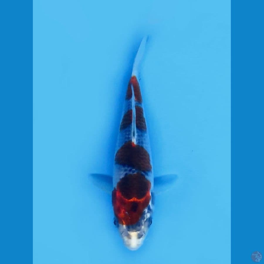 20cm , Goshiki SQ 