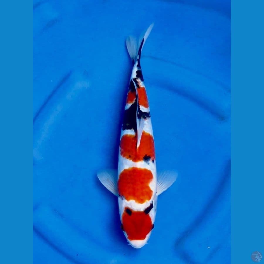 33cm male showa hq
