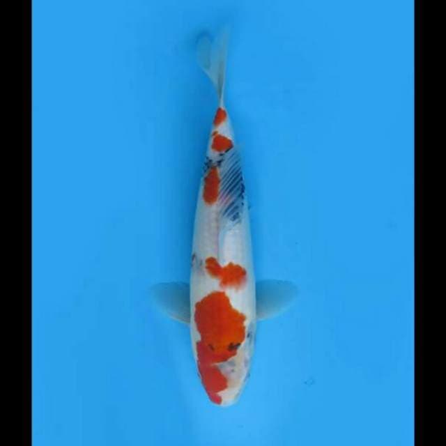 30cm Female - F1 Kindai showa 