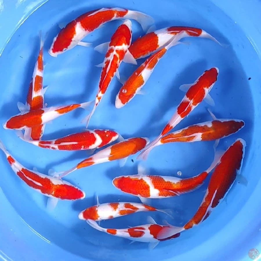 Kohaku 25-30cm 15ekor