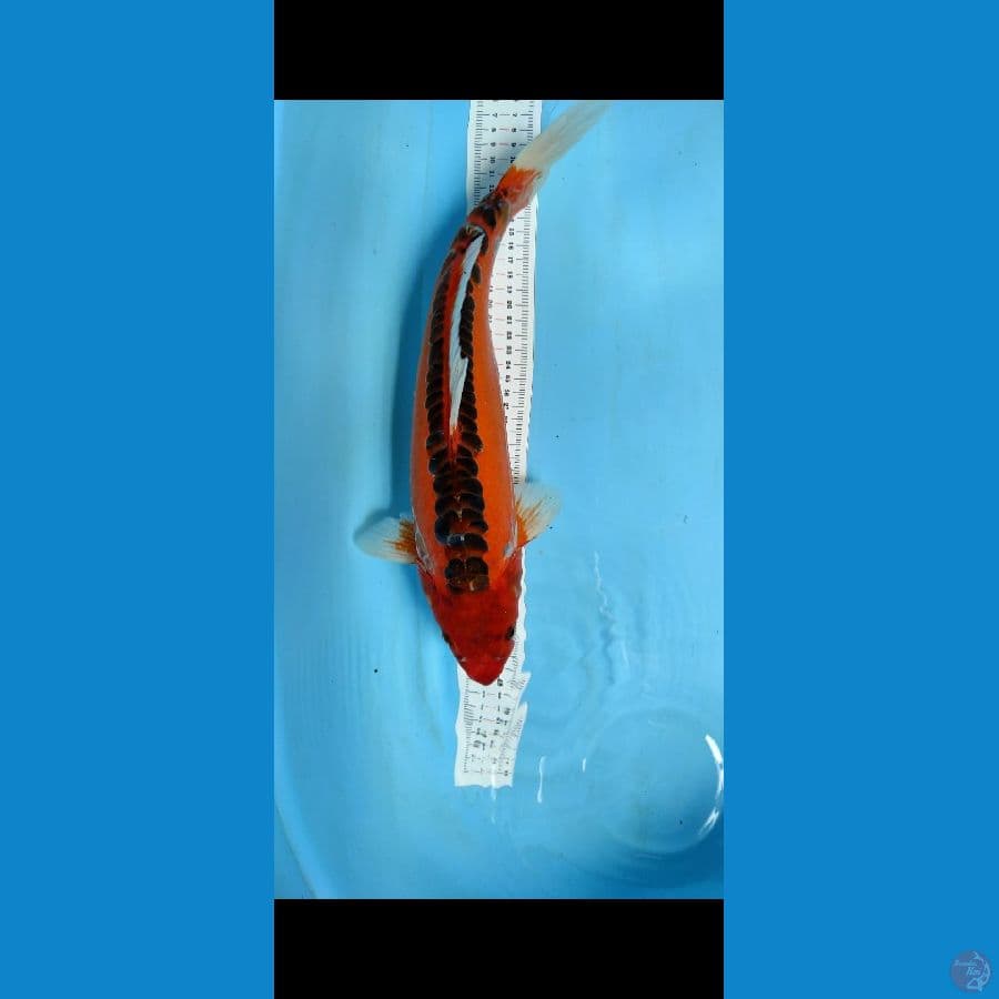 40cm hana