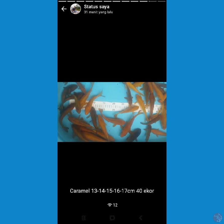 karamel