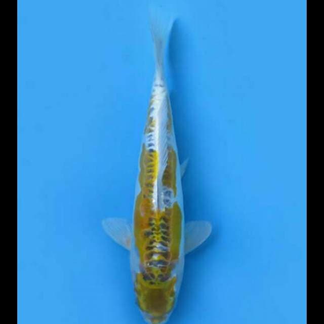 34cm Female - Hariwake Doitsu Uniq