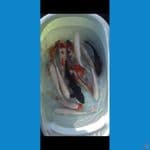 PAKET MIX SHOWA GINDRIN PLATI KARASU 29-34