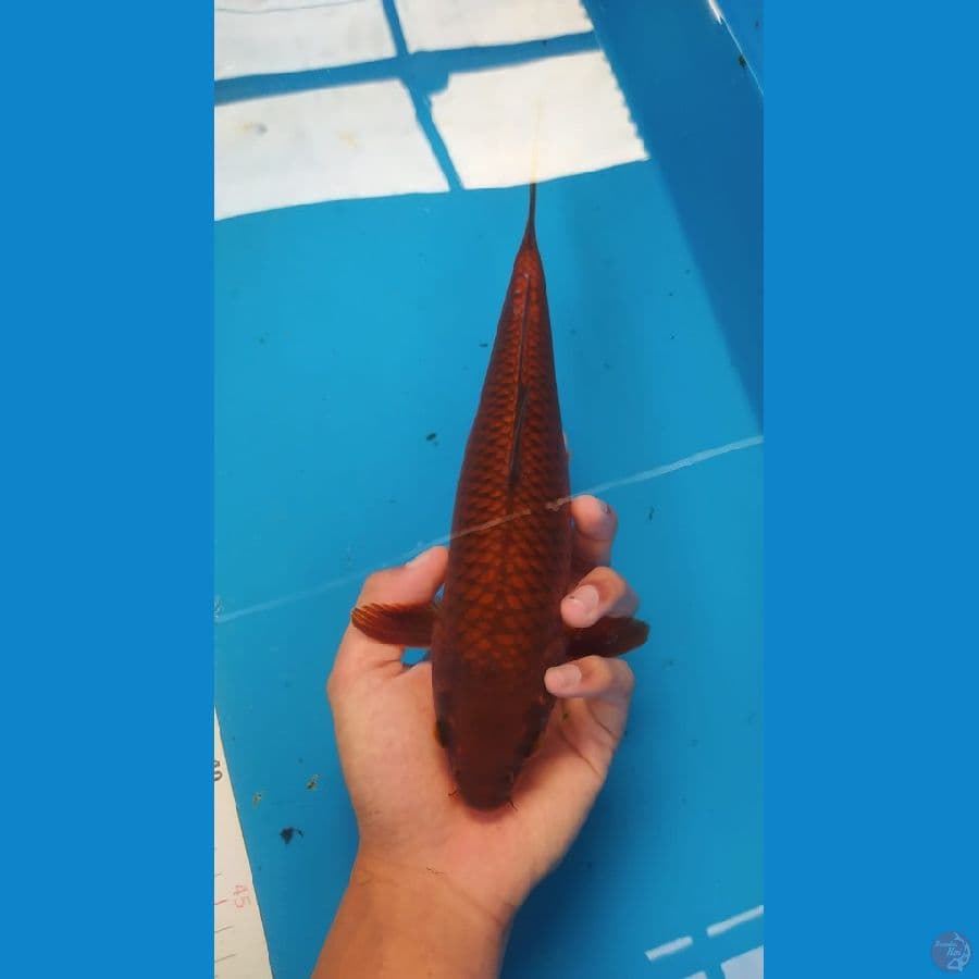 chagoi tembaga
