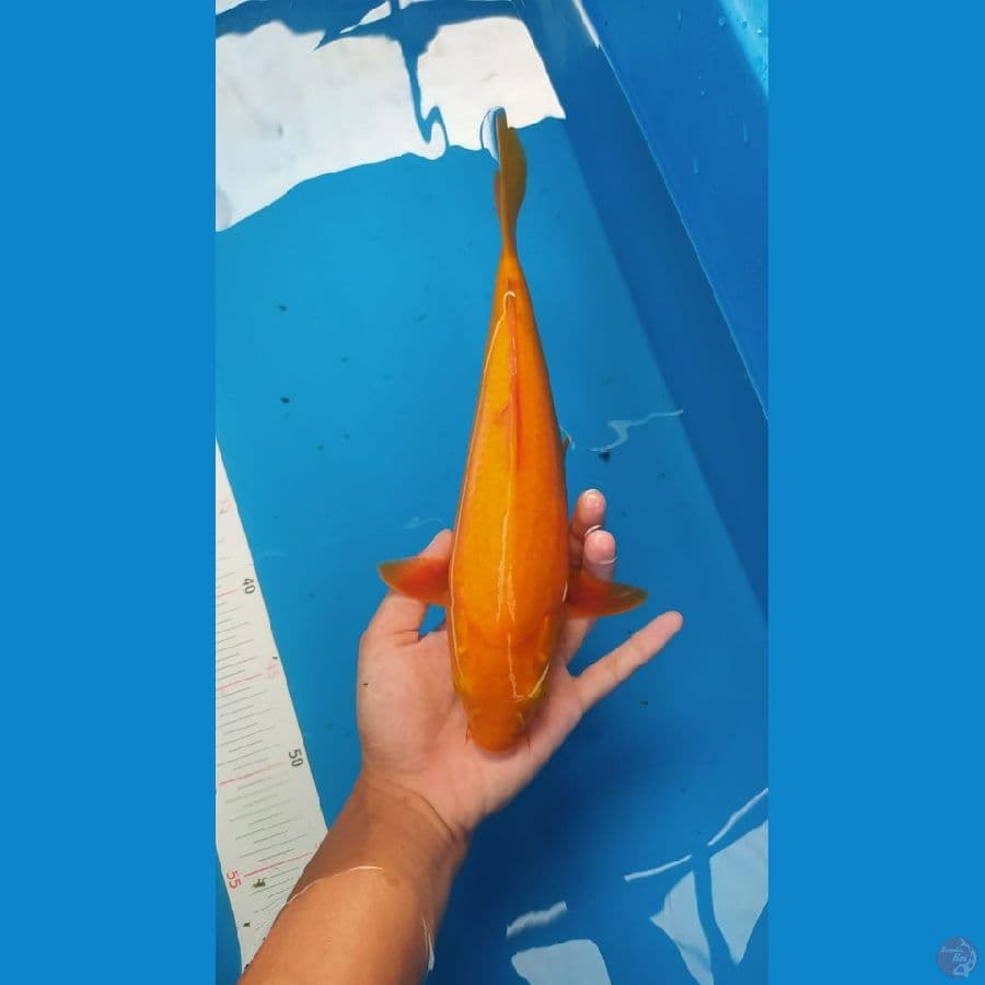 karamel