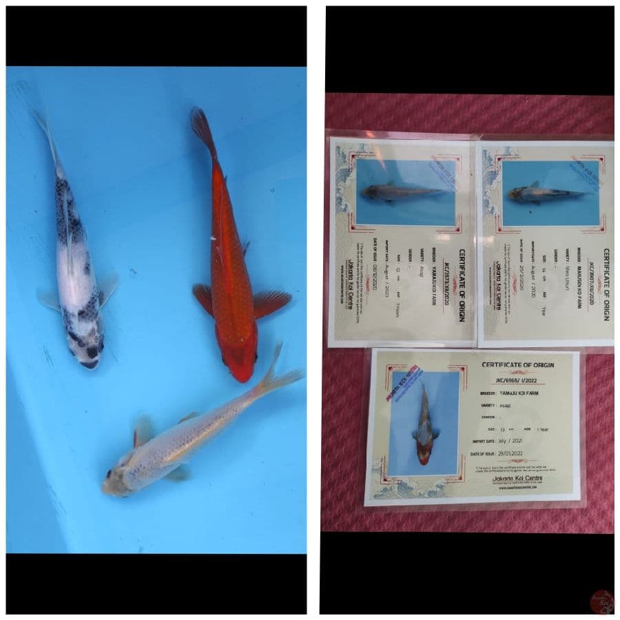 Mix Import 3 ekor
