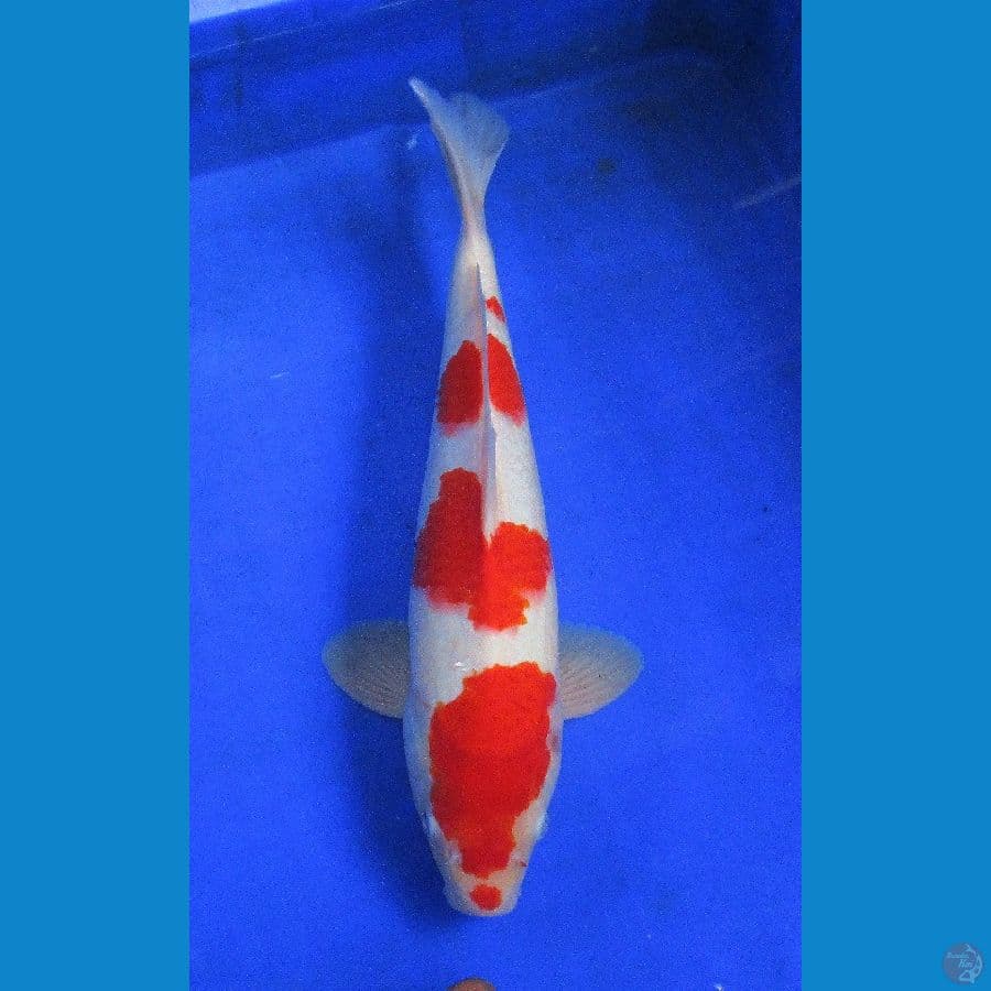 KOHAKU ,±37CM jantan stronge