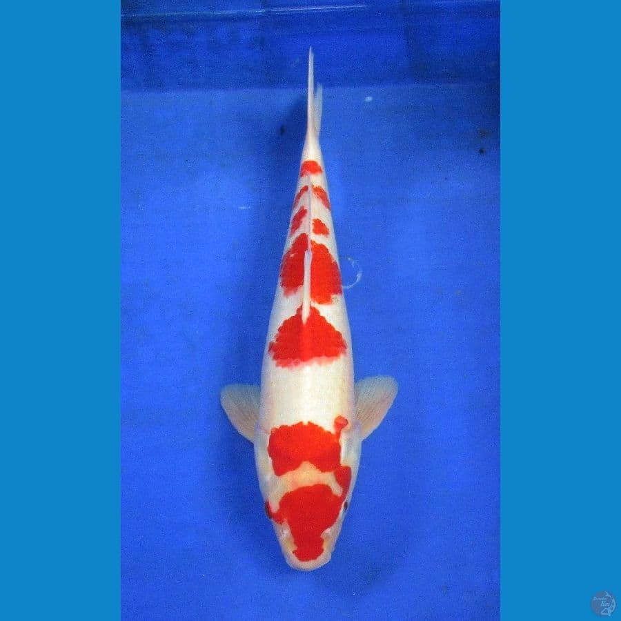kohaku ±37cm jantan