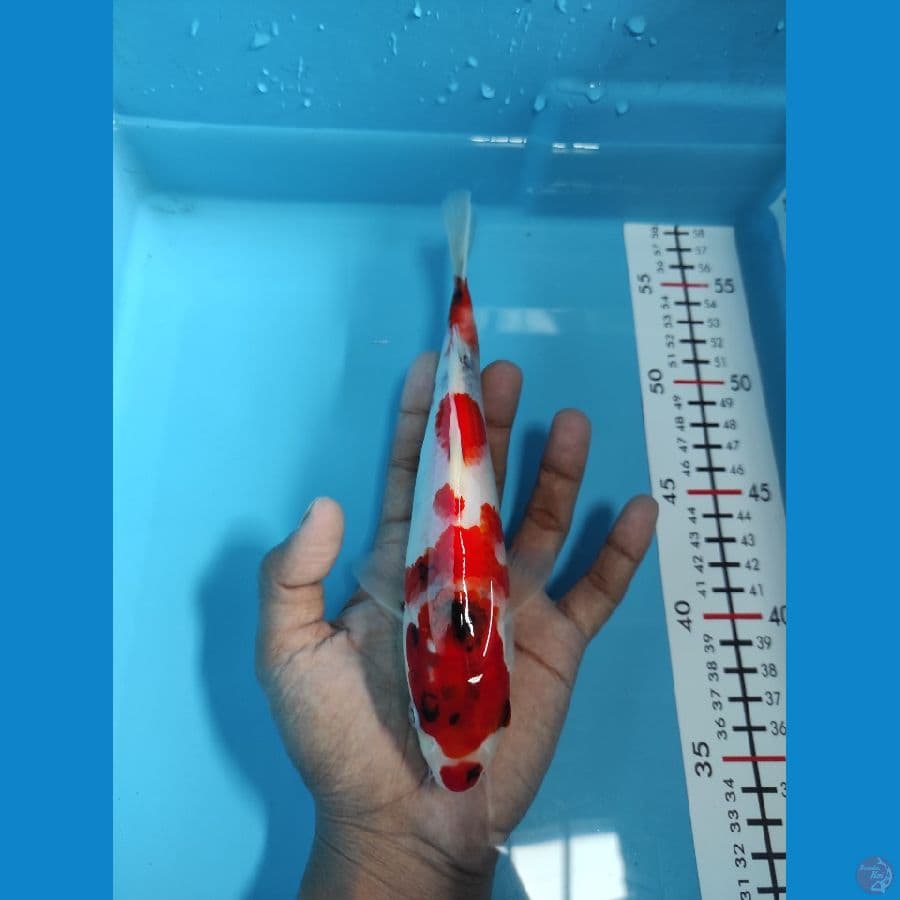 Showa Tategoi - 22CM