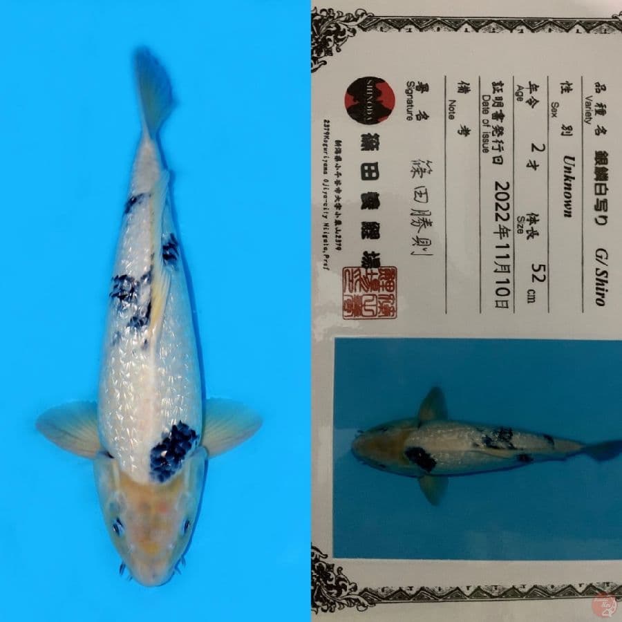 JUMBO TATEGOI GINRIN SHIRO SHINODA 52CM