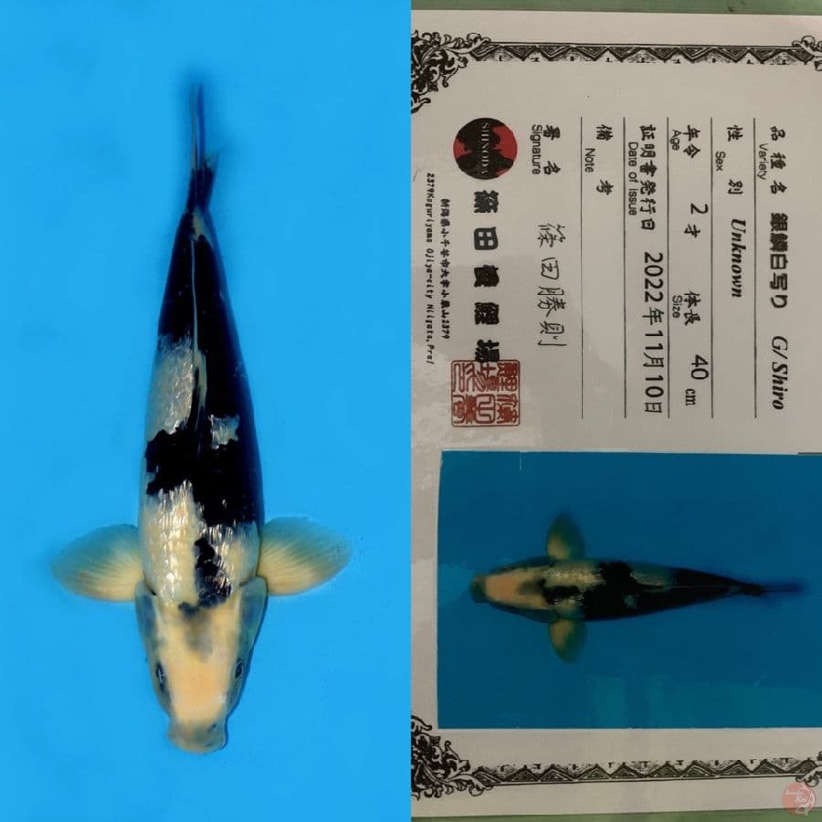 QUALITY GINRIN SHIRO SHINODA 40CM