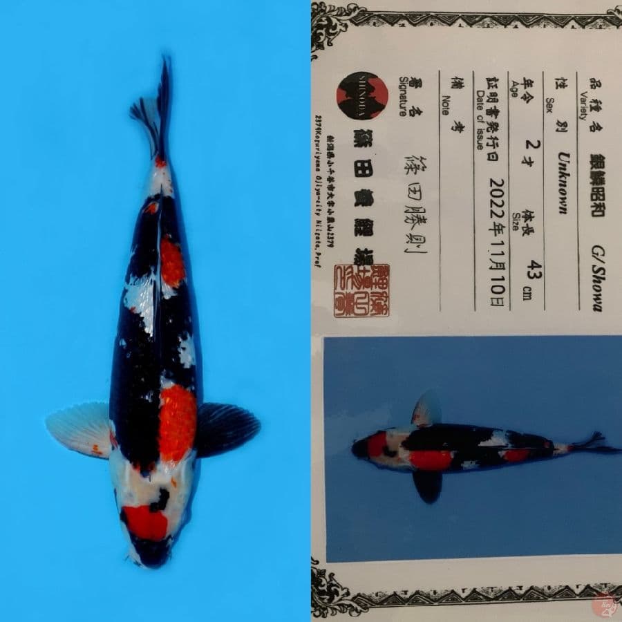 SUPER GINRIN JETBLACK SHINODA 43CM