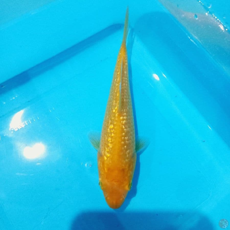 MINION GINRIN//14 CM 