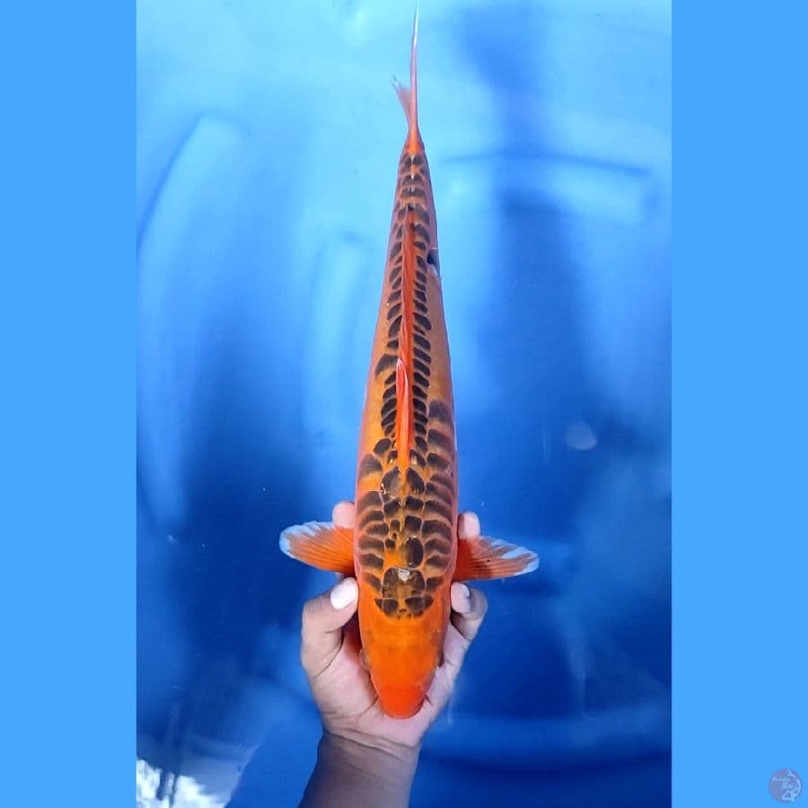 41CM # RARE AKA MATSUBA ARAGOKE - M
