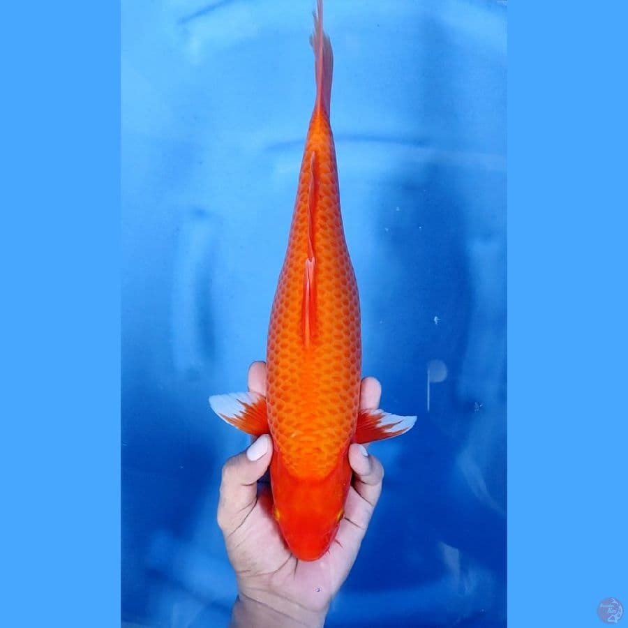 36CM # SUPER GOLDEN CORN - F