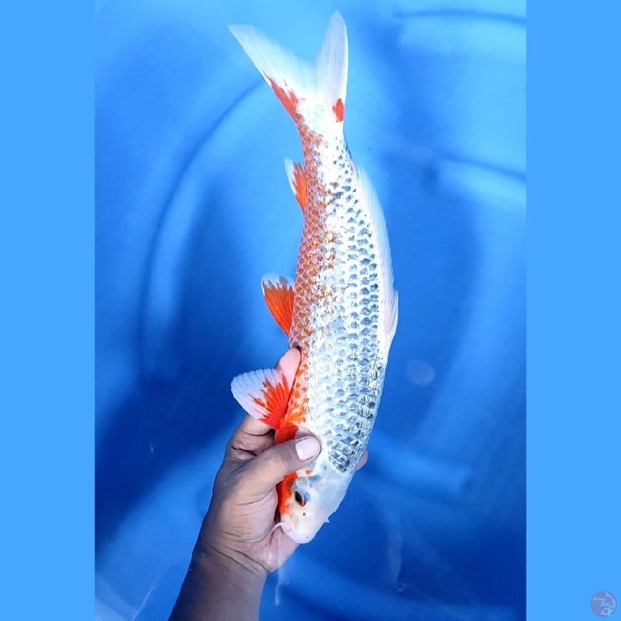 41CM # ASAGI GINRIN SPESIAL - M