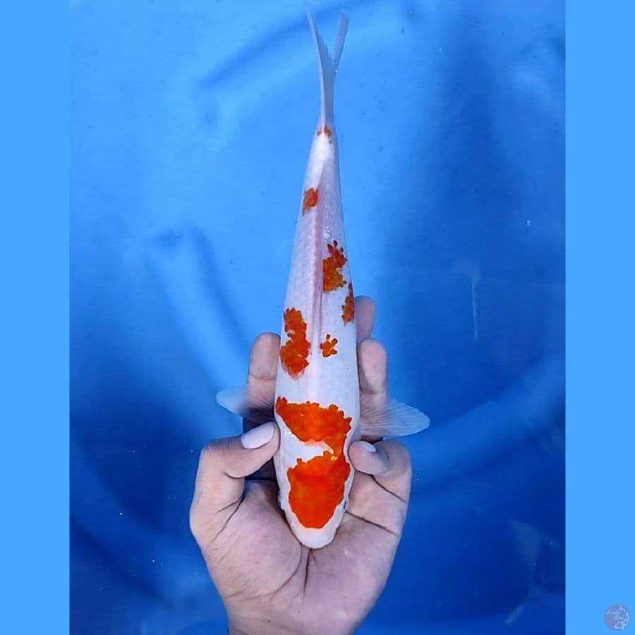 25CM # KOHAKU SAKURA - F