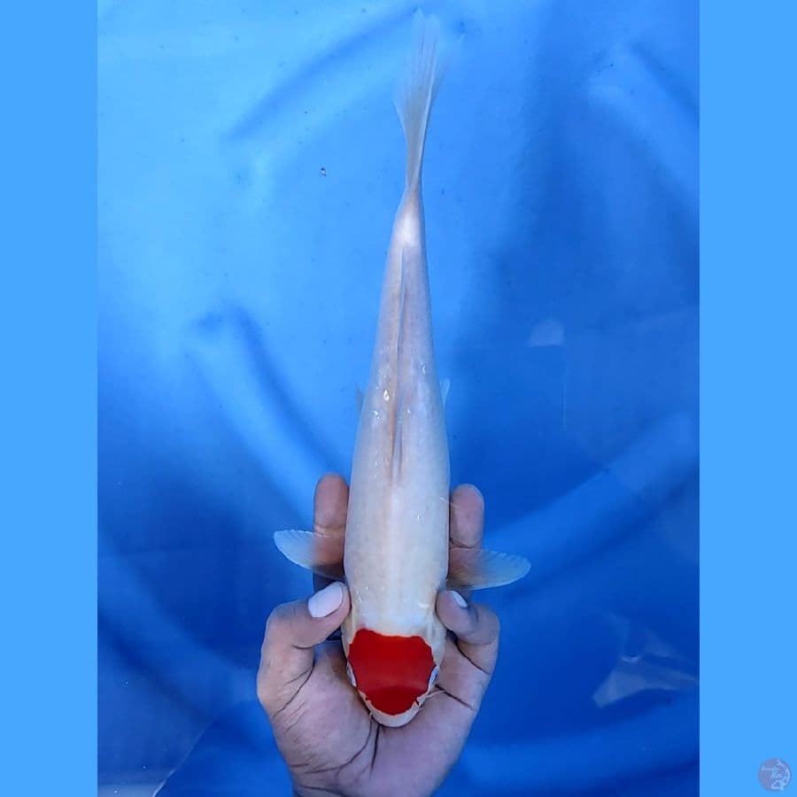 29CM # TANCHO KOHAKU - F