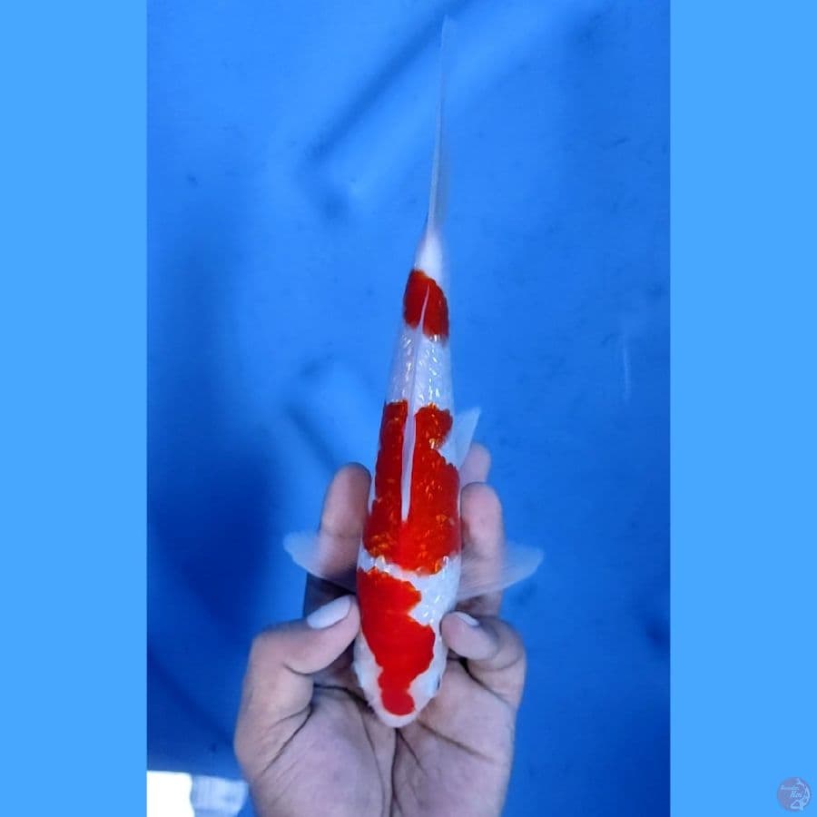 23CM # KINGINRIN KOHAKU STRONG - M
