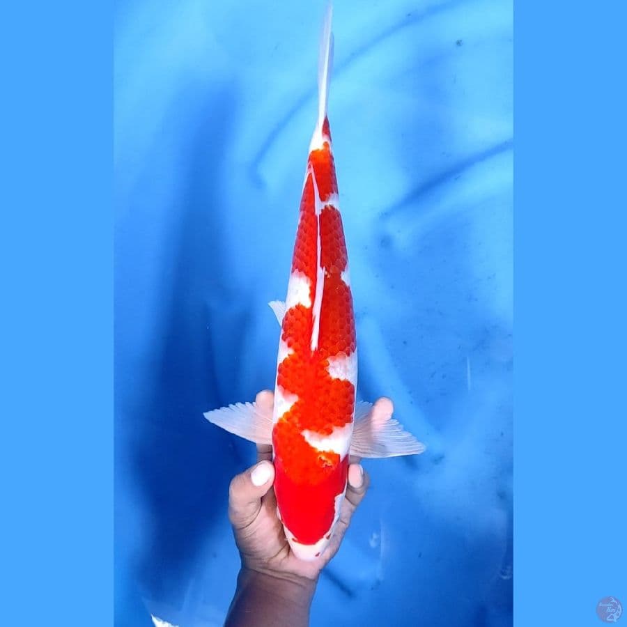 40CM # INAZUMA KOHAKU - M