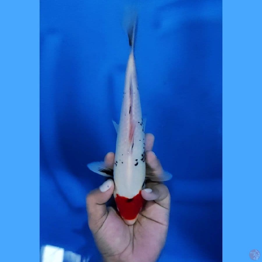 26CM # TANCHO BENIMATSU - M