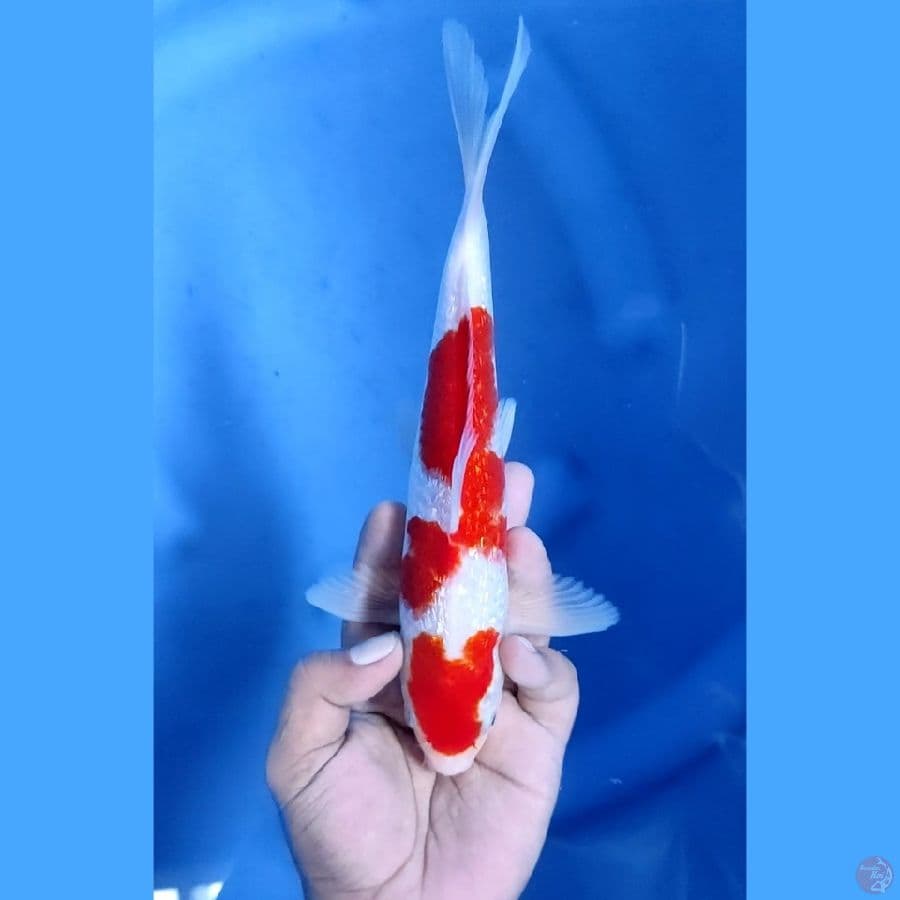 25CM # KOHAKU GINRIN ISTIMEWA - M