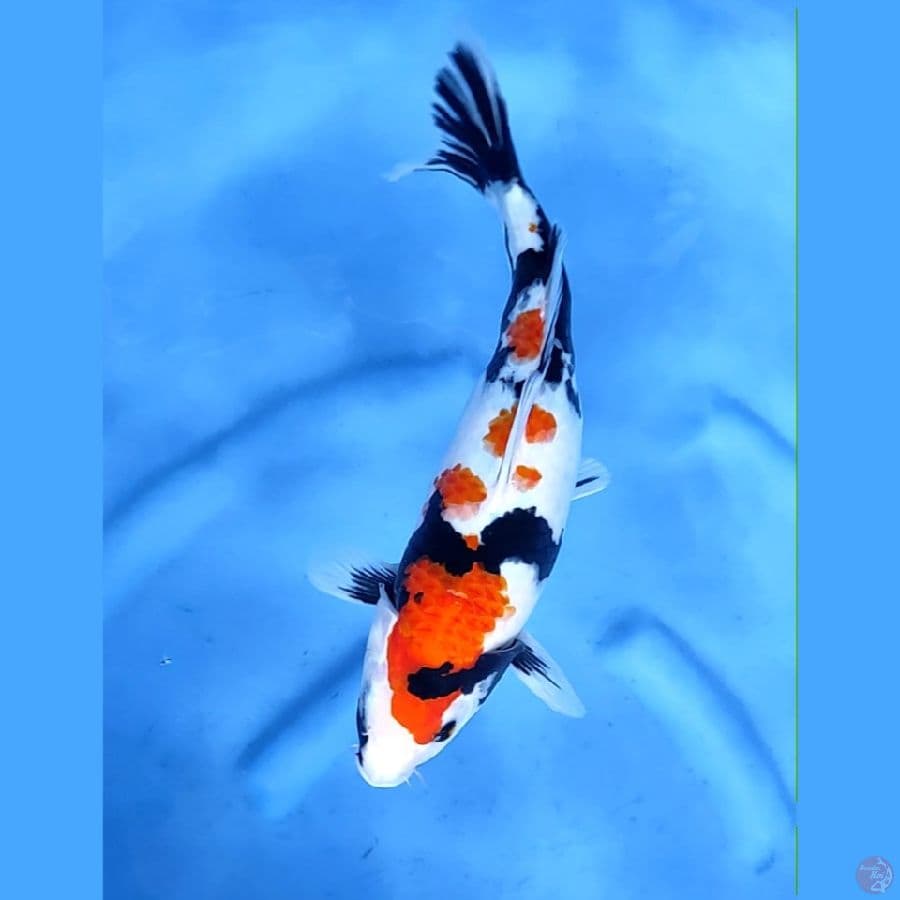 32CM # SHOWA HALUS - F