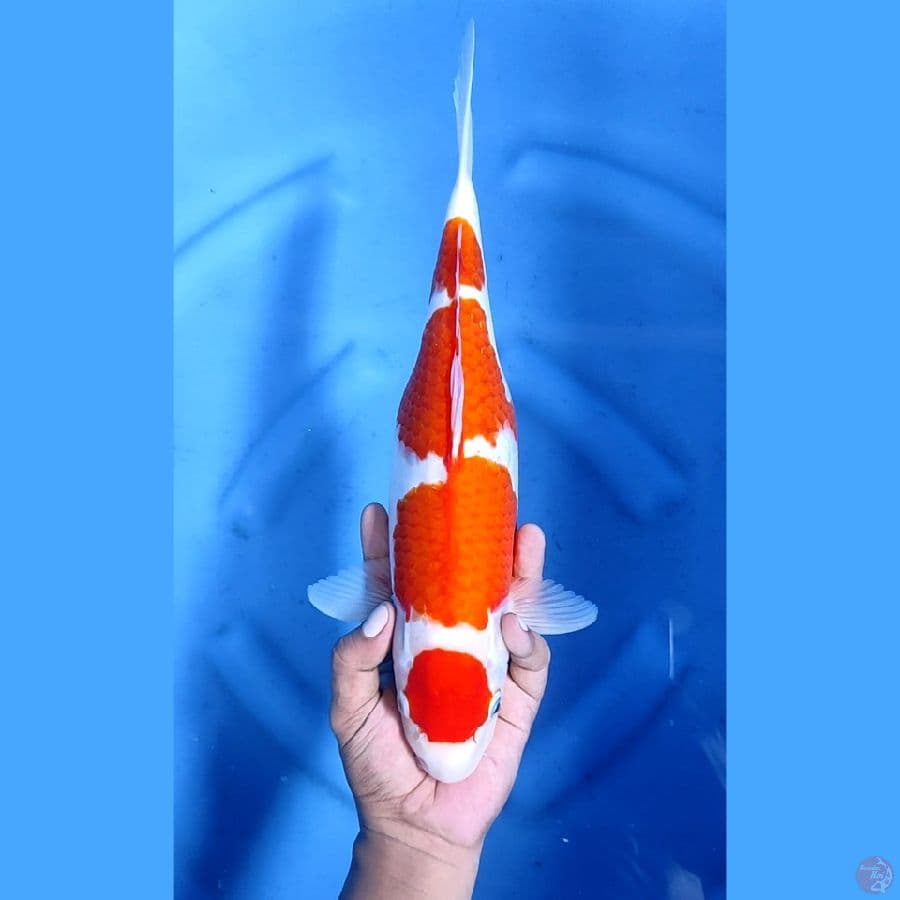 37CM # MARUTEN KOHALU - F