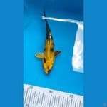 kiutsuri 16cm kuning cerah