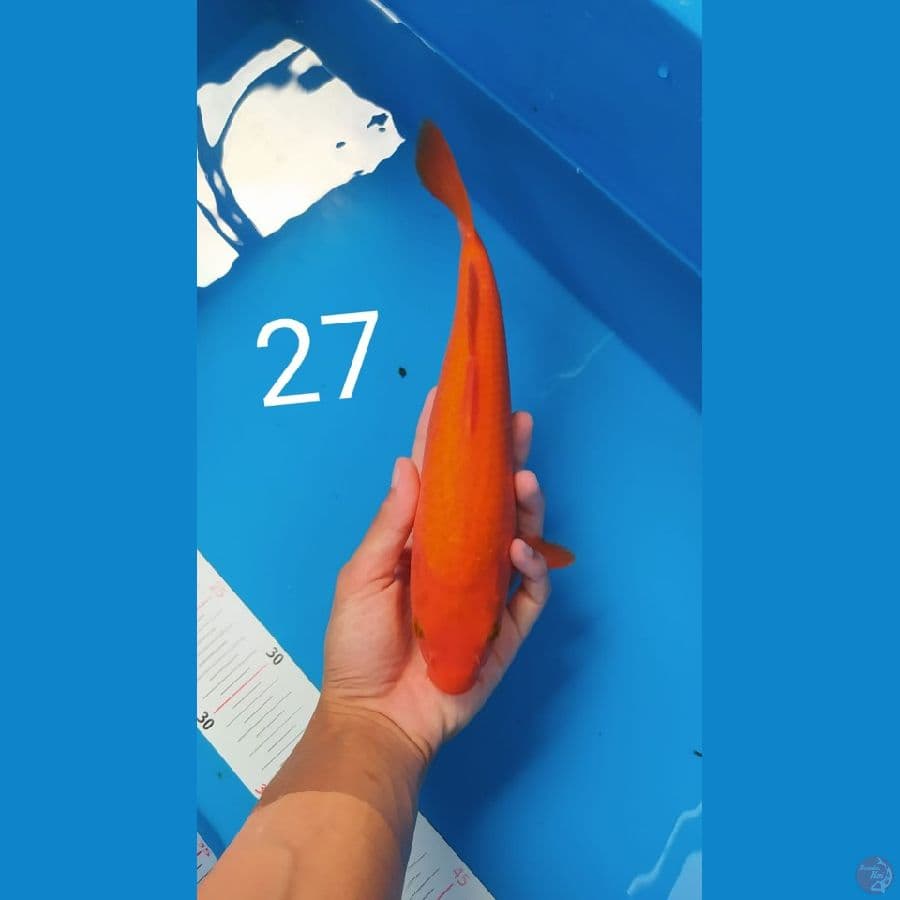 red karasi