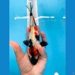 kindai showa 23cm