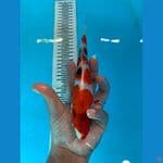 Maruten showa 23 cm