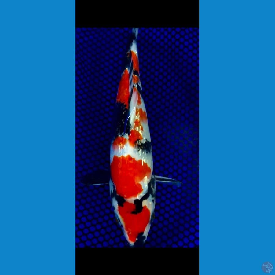 Showa Ginrin SQ 23 cm