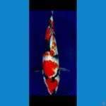 Showa Ginrin SQ 23 cm